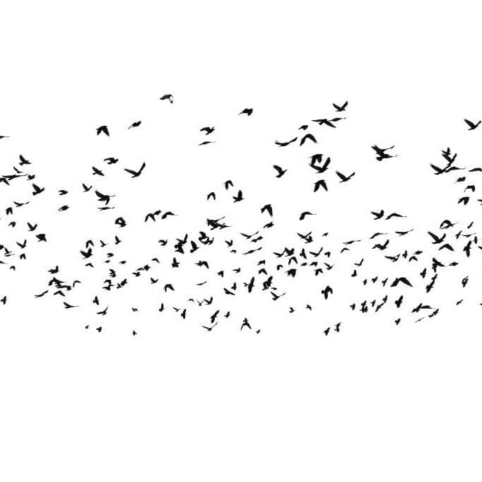 flock of birds isolated on white background, with clipping path, Rook (Corvus frugilegus)
